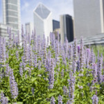 Chicago's Busy Urban Bees - FREE Workshop - Saturday, September 22