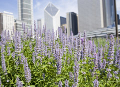 LurieGarden